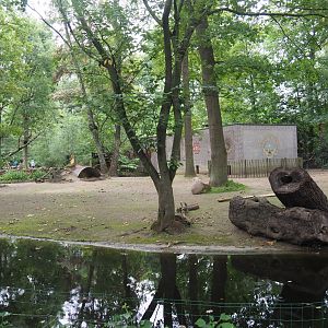 Capybara exhibit, 2020-07-14