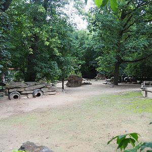 Patagonian mara exhibit, 2020-07-14