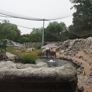 Humboldt penguin exhibit in the South American aviary, 2020-07-14