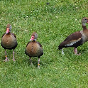 Black-bellied whistling ducks (Dendrocygna autumnalis), 2020-07-14