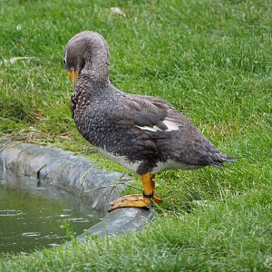 Magellanic flightless steamer duck  (Tachyeres pteneres), 2020-07-14