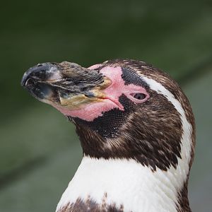 Humboldt penguin (Spheniscus humboldti), 2020-07-14