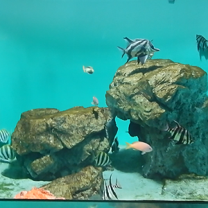 South Australia Tank - Oceans of the World exhibit