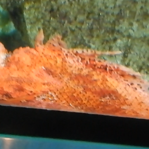 Fish ID - Red Scorpioncod?