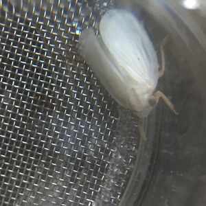 Cool white bug Id please