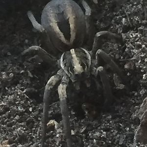 The Amazing Nightcrawler!!!