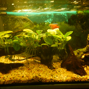 15 gallon/65 litre Dwarf Gourami Tank