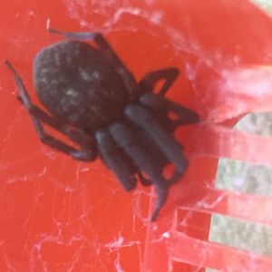 Black House Spider “Venom”