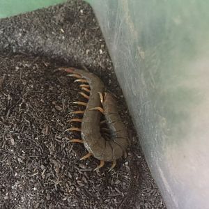 Centipede ID