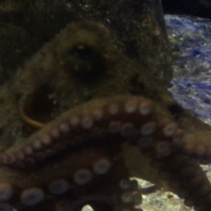 Gloomy Octopus