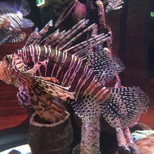 Common Lionfish