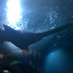 Sawfish - most likely Largetooth Sawfish