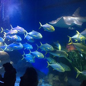 Golden Trevally and Bowmouth Guitarfish
