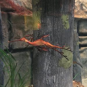 Weedy Seadragon