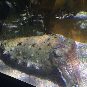 Cuttlefish ID?