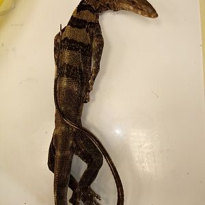 Monitor lizard specimen ID