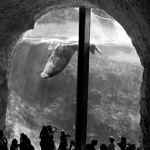 Walrus enclosure