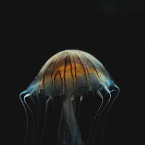 Jellyfish