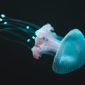 Jellyfish
