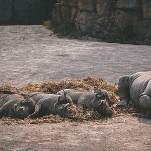 Warthogs and rhino calf