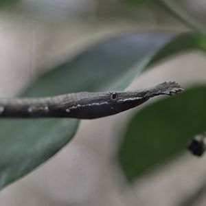 Malagasy leaf-nosed snake