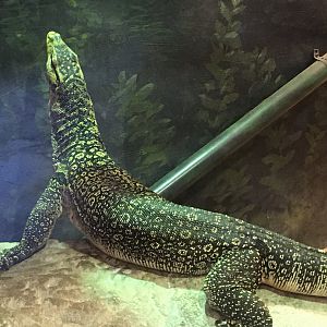 Asia Quest - Water Monitor
