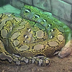 Asia Quest - Reticulated Python