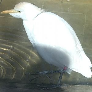Asia Quest - Cattle Egret