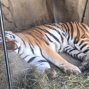 Asia Quest - Amur Tiger