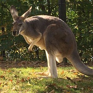Voyage to Australia & the Islands - Red Kangaroo