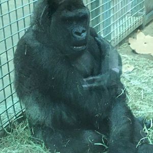 Congo Expedition - Lowland Gorilla