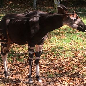 Congo Expedition - Okapi