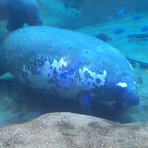 Manatee Coast - Florida Manatee