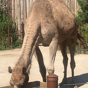 Heart of Africa - Dromedary Camel
