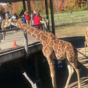 Heart of Africa - Reticulated Giraffe