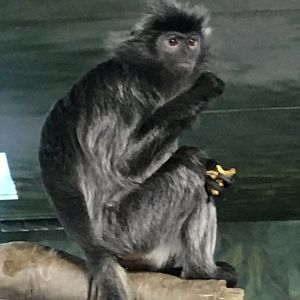Asia Quest - Silvered Leaf Langur