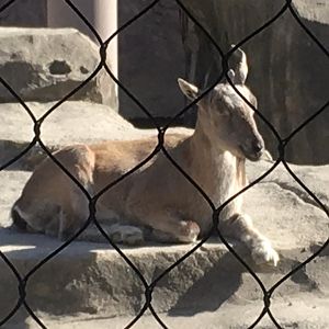 Asia Quest - Markhor