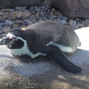 Shores - Humboldt Penguin