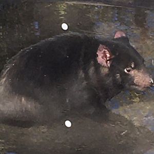 Voyage to Australia & the Islands - Tasmanian Devil
