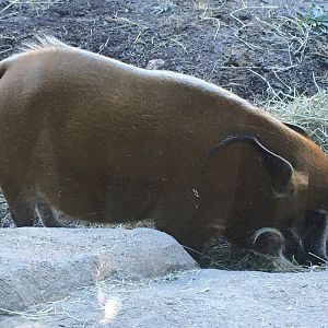 Congo Expedition - Red River Hog