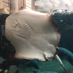 Manatee Coast - Southern Stingray
