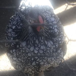 North America (Petting Zoo) - Domestic Chicken