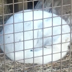 Polar Frontier - Arctic Fox