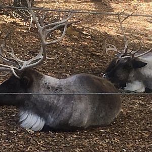 North America - Reindeer