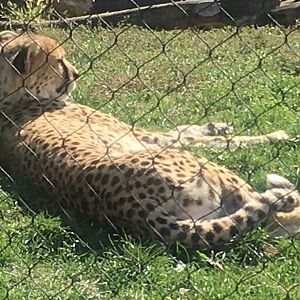 Heart of Africa - Cheetah