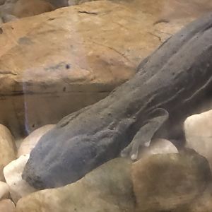 Eastern hellbender
