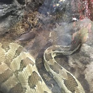 Timber rattlesnake