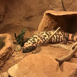 Gila monster