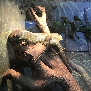 Solomon island skink