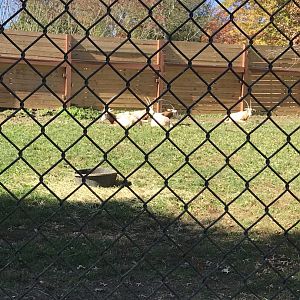 Scimitar-horned oryx